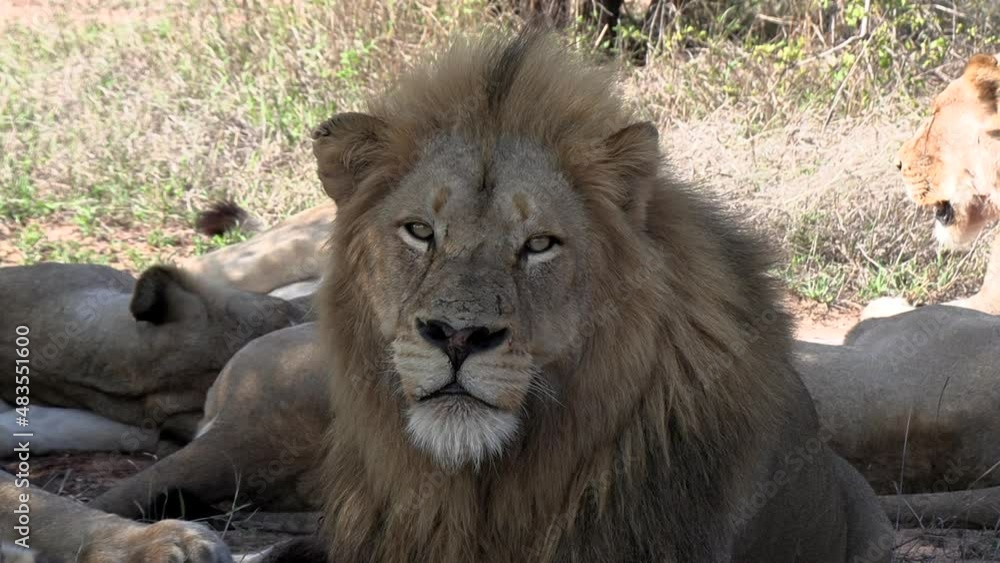 Close-up of face of adult male lion resting, eye contact, zoom in Close-up of face of adult male lion resting, eye contact, zoom in