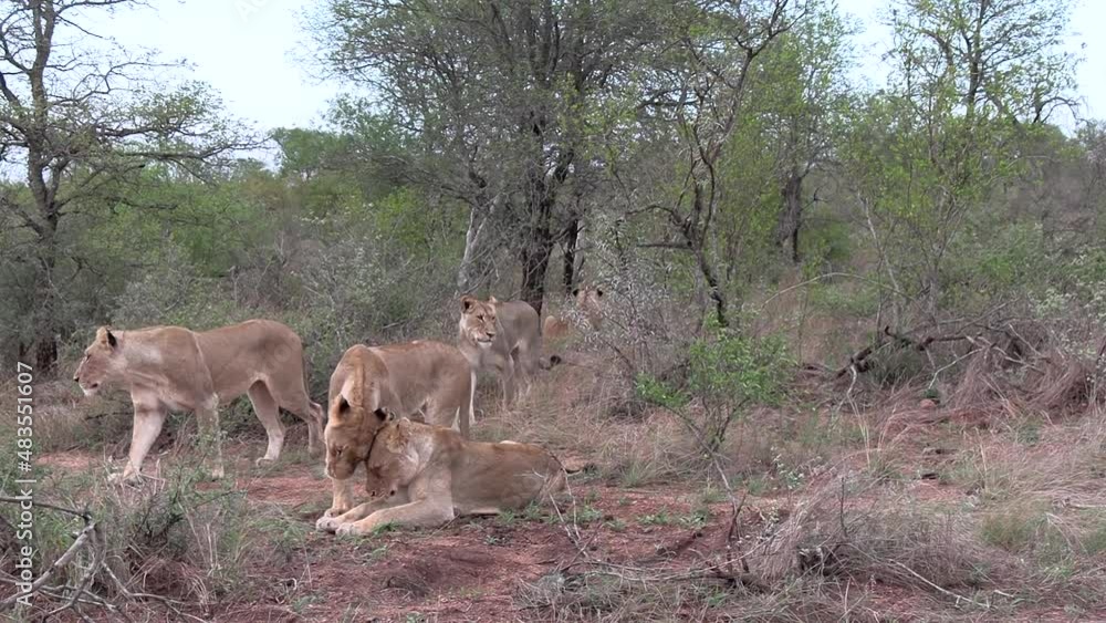 Group of lionesses walk by bush, stop and rub heads together, zoom in Group of lionesses walk by bush, stop and rub heads together, zoom in