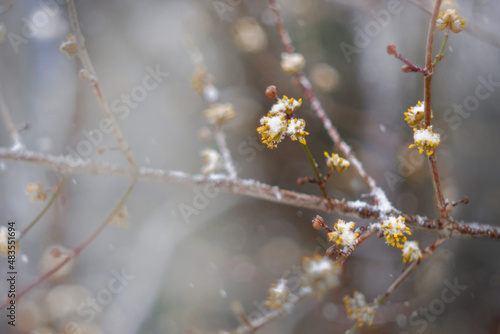 Wiosny zwiastun. Ośnieżona gałąź żółtych kwiatów derenia jadalnego.  © Janusz