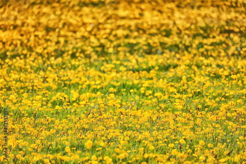yellow dandelion field background, abstract panorama yellow flower blooming dandelions © kichigin19