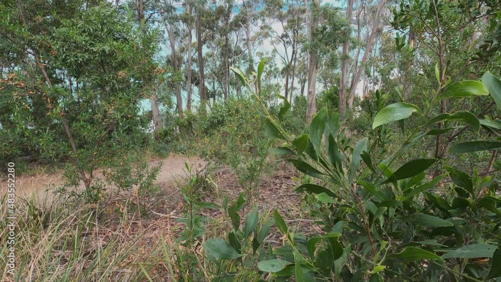 beautiful scenary of the Pacific Ocean and thick native vegetation shot from a vantage point during a hike in Southern Tasmania beautiful scenary of the Pacific Ocean and thick native vegetation shot from a vantage point during a hike in Southern Tasmania