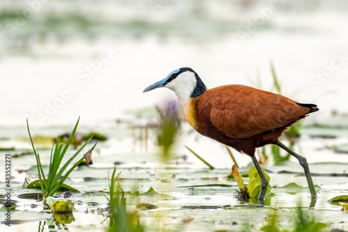 Fototapeta African jacana, Actophilornis africanus, walking lightly on waterlilies pads in