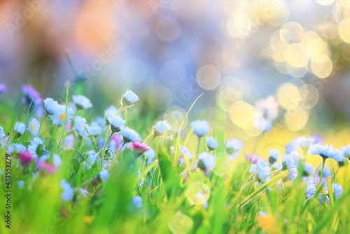 Murais de parede flowers daisies background summer nature, field green flowering colorful daisies