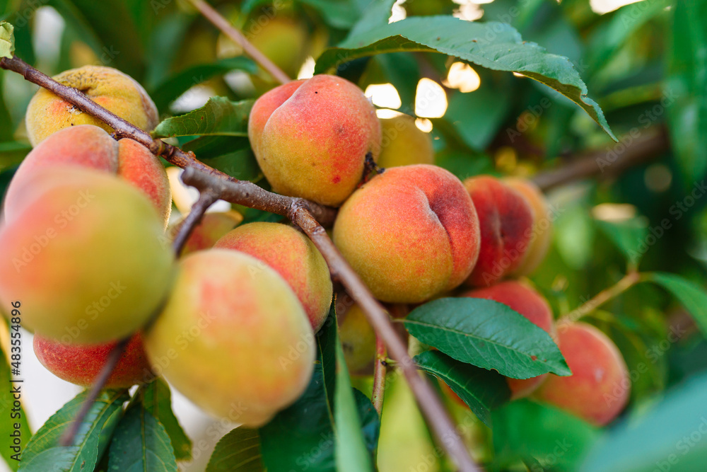 Close-up image of sweet apricot and peach twig with many juicy green leaves growing on peach tree branch. Blurred background. Light morning day in summer. Fruit growing care of fruit. Ready to harvest Close-up image of sweet apricot and peach twig with many juicy green leaves growing on peach tree branch. Blurred background. Light morning day in summer. Fruit growing care of fruit. Ready to harvest