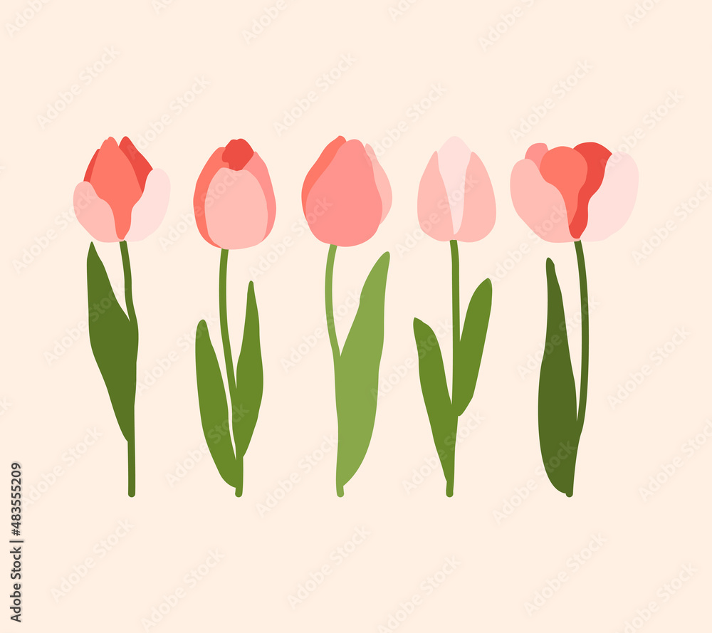 Set of pink tulips. Blooming red and pink tulips. Flower elements. Set of pink tulips. Blooming red and pink tulips. Flower elements.