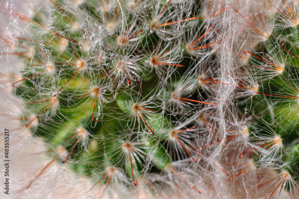 Home cactus macro photo, white threads of fluff and needles in the form of hooks. Soft focus background
