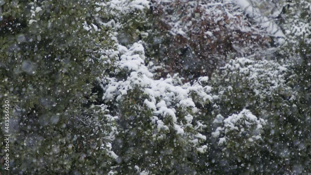 Slow motion of heavy snowfall in a forest in northern Israel Slow motion of heavy snowfall in a forest in northern Israel