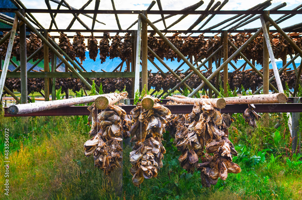 Fish cod heads drying up on racks at Lofoten Islands, Norway Fish cod heads drying up on racks at Lofoten Islands, Norway