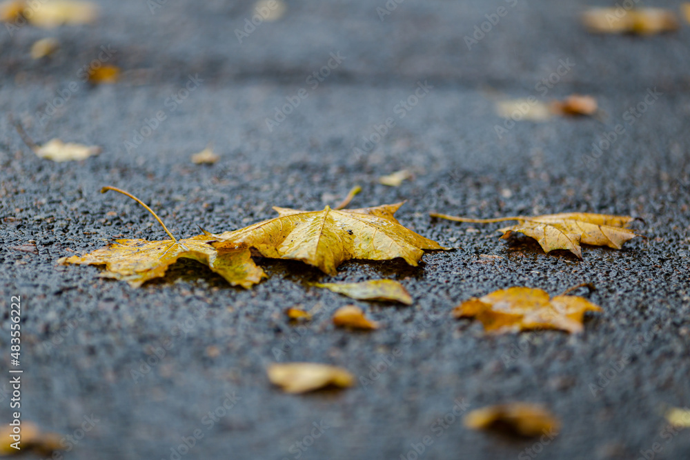 Yellow leaves lie on the gray asphalt. Autumn background. Yellow leaves lie on the gray asphalt. Autumn background.
