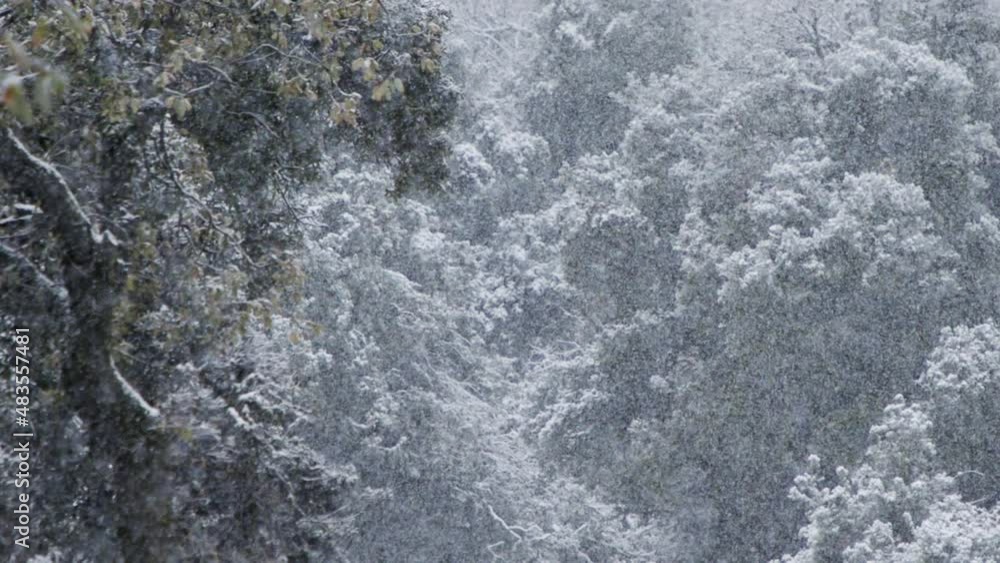 Slow motion of heavy snowfall in a forest in northern Israel Slow motion of heavy snowfall in a forest in northern Israel