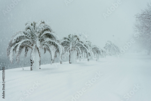 Palmtrees in the snow against the background of the sea. Winter in Greece photo