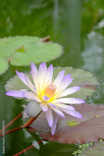 水辺で咲く熱帯睡蓮　グリーンスモークの白色の花