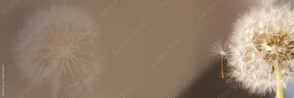 Dandelion on a gray-brown background. Banner Dandelion on a gray-brown background. Banner