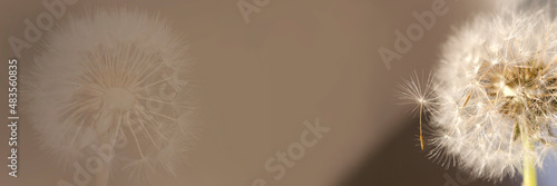 Dandelion on a gray-brown background. Banner