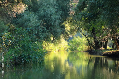 Fototapeta Naklejka Na Ścianę i Meble -  A river channel with forest in Danube Delta, Romania