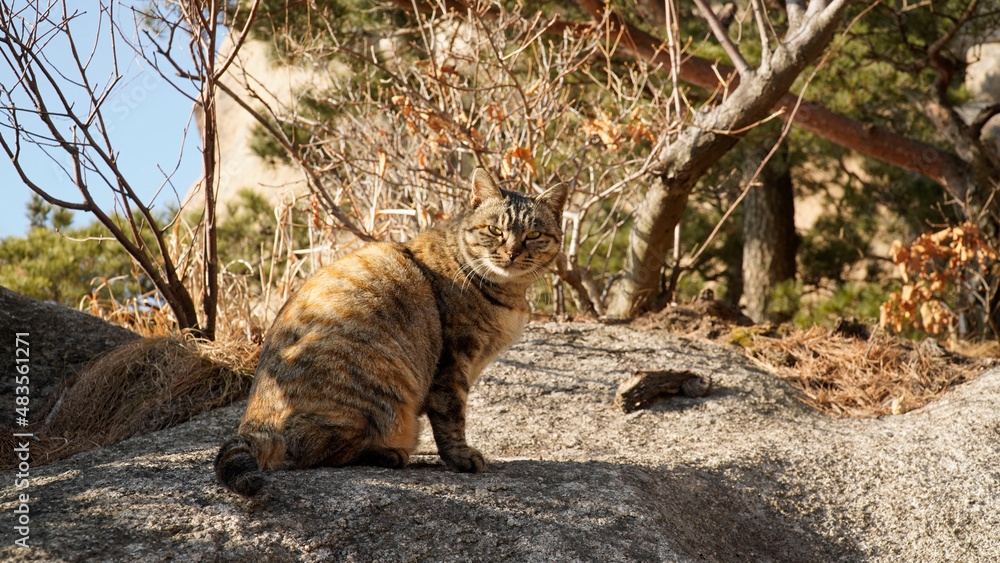 A wild mackerel playing on a rock, Tabi Cat A wild mackerel playing on a rock, Tabi Cat
