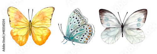 Set of realistically drawn watercolor butterflies  yellow with open wings  gray-blue with closed wings and spots  gray-brown with symmetrically open wings . Isolated on white background.