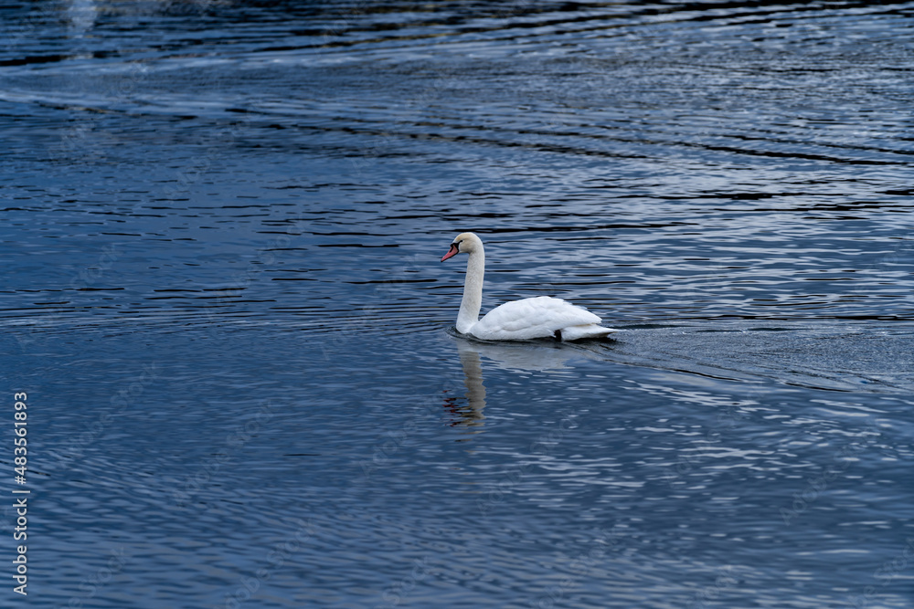  swan portrait swimming in the lake