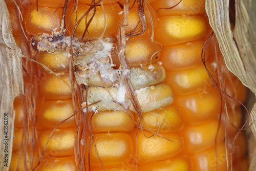 Fusarium ear rot symptoms on kernels. A serious disease of maize caused by a fungus Fusarium. F. verticillioides. Causes significant grain yield losses. photo