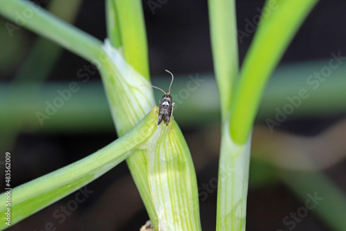 Moth of leek moth or onion leaf miner (Acrolepia assectella) family Acrolepiidae. It is Invasive speciesa pest of leek crops. Larvae feed on Allium plants by mining into the leaves or bulbs. photo