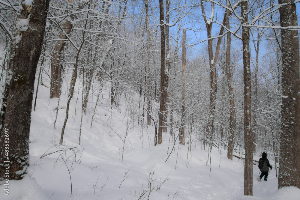 A winter walk in the Canadian forest in the province of Quebec A winter walk in the Canadian forest in the province of Quebec