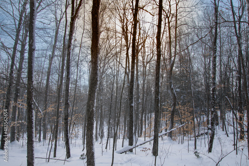 A winter walk in the Canadian forest in the province of Quebec