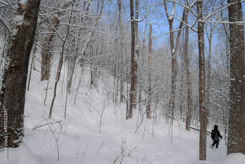 A winter walk in the Canadian forest in the province of Quebec