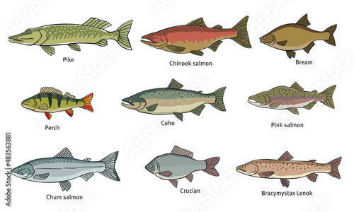 Various fish. Pike, salmon, bream, perch, pink salmon and others. Vector graphics