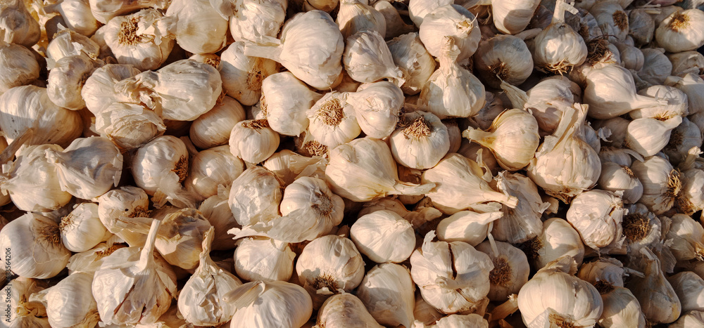 A pile of Garlic scientifically called as Allium Sativum, top view