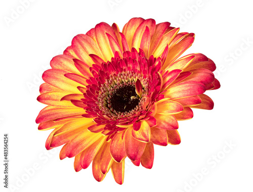 Beautiful yellow orange gerbera flower isolated on white background