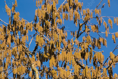 Wallpaper Mural Blühender Haselnussbaum Torontodigital.ca
