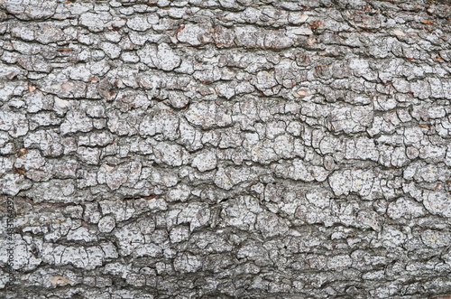 Light tree bark. Tree trunk. Background. Texture.