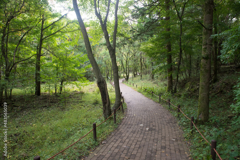 Obraz premium 산책 선 길