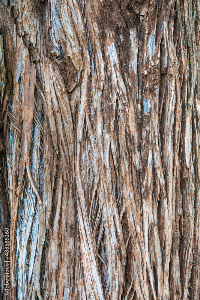 Obraz premium 나무