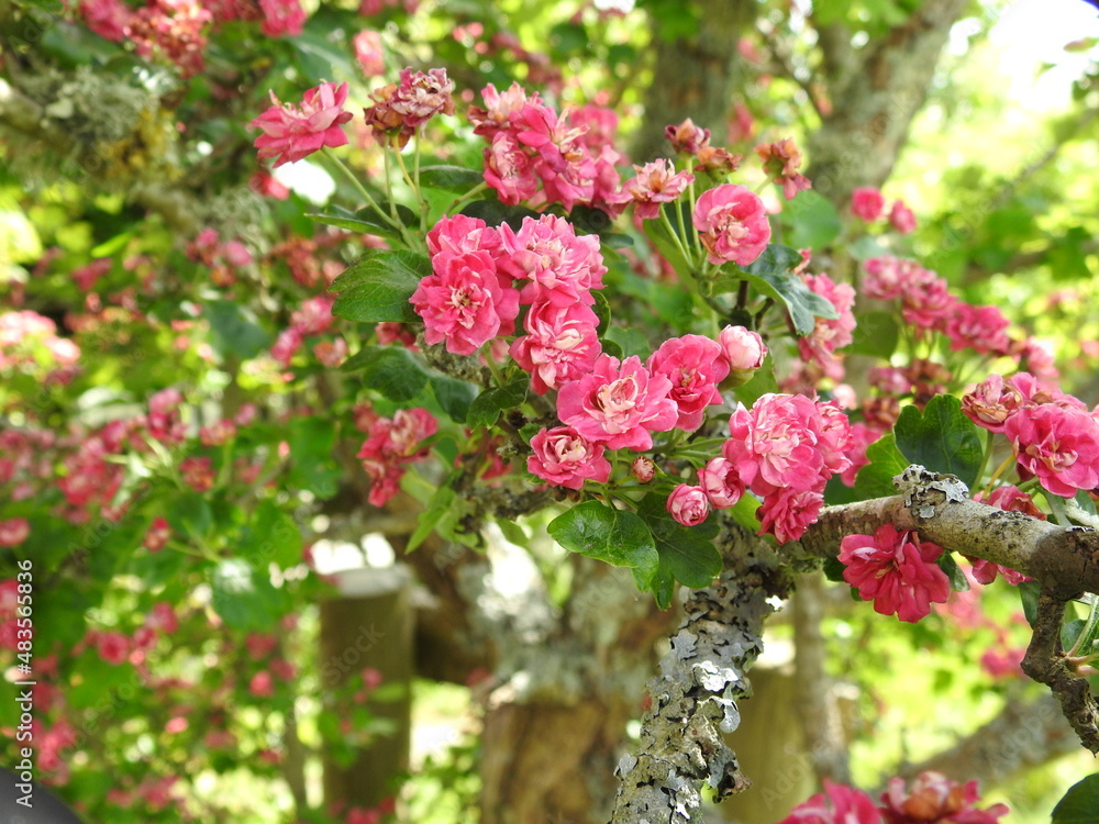 Fototapeta premium Pink flowers on tree branches