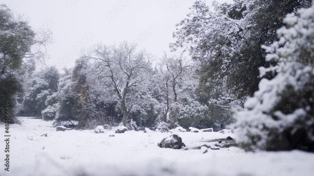 Slow motion of heavy snow fall during a snow storm in a forest Slow motion of heavy snow fall during a snow storm in a forest