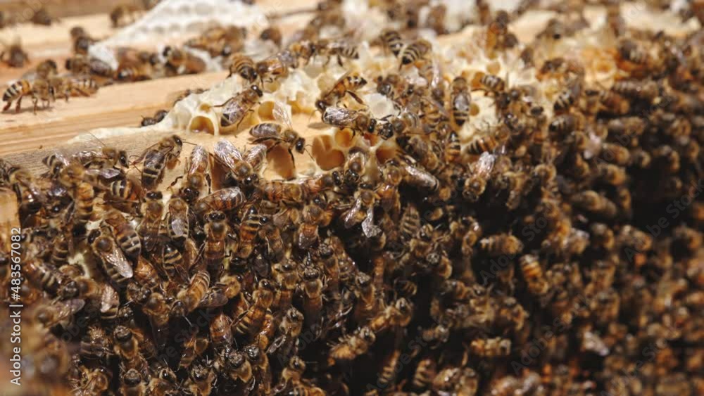 Bee swarm sitting on the tops of honey frames. Working bees at their working routine. Close up. Bee backdrop. Bee swarm sitting on the tops of honey frames. Working bees at their working routine. Close up. Bee backdrop.