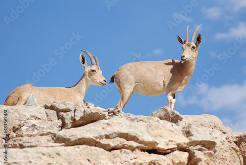 Ibex in the Negev desert in Mitzpe Ramon on the rim of the crater Machtesh Ramon, wildlife in Israel, Ein Gedi