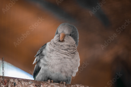 A fluffy blue monk parrot sits in an aviary. Satisfied parrot.