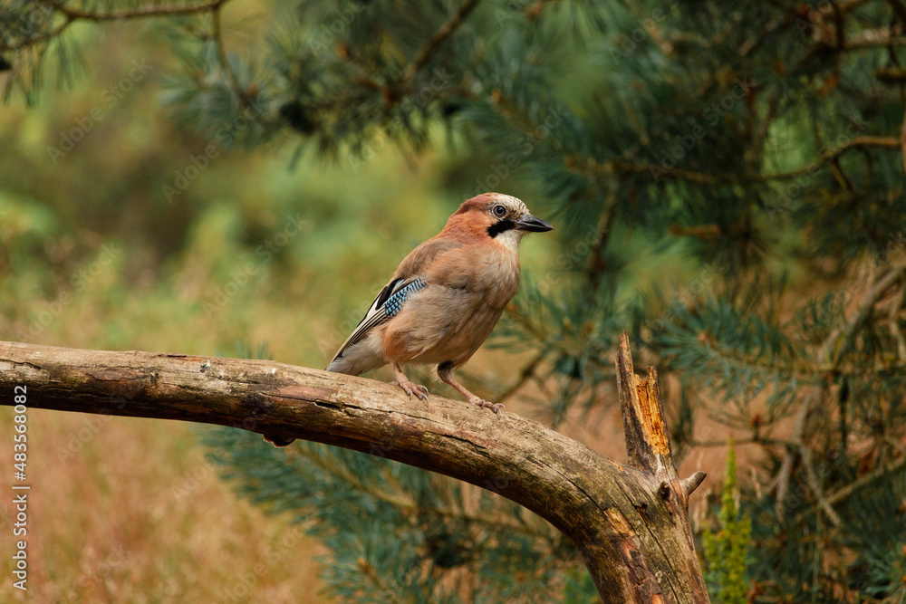 Jay (Garrulus glandarius) resting on a tree brach with pine trees in the background isolated blurry background Jay (Garrulus glandarius) resting on a tree brach with pine trees in the background isolated blurry background