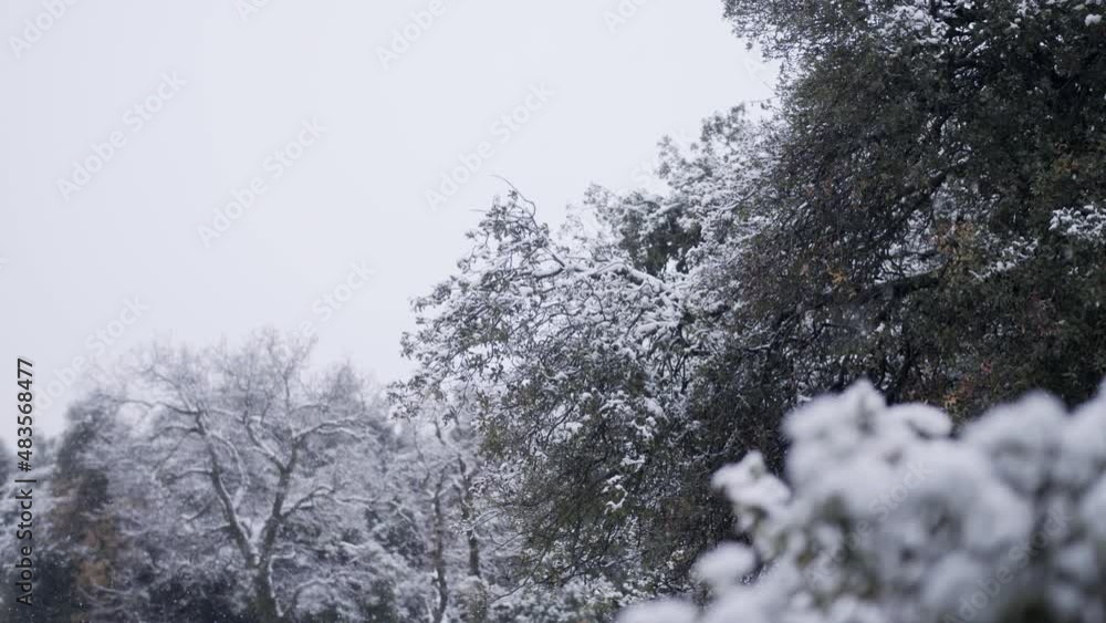 Slow motion of heavy snow fall during a snow storm in a forest Slow motion of heavy snow fall during a snow storm in a forest