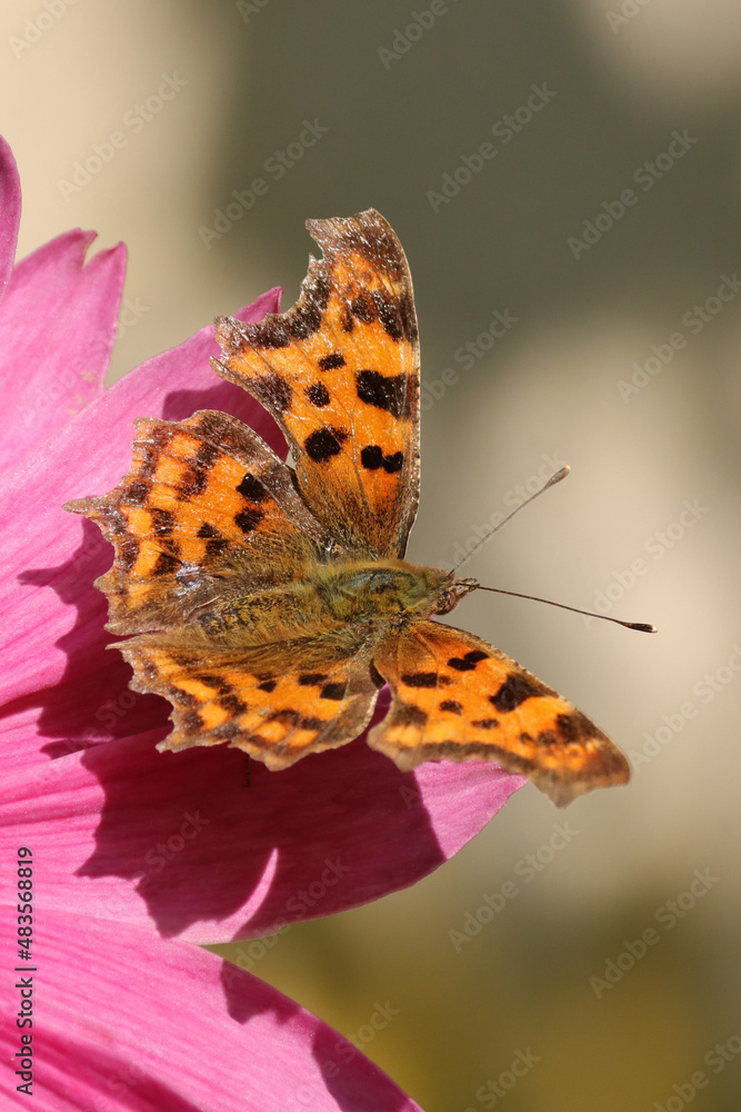 Naklejka premium Robert-le-diable (Polygonia c-album)