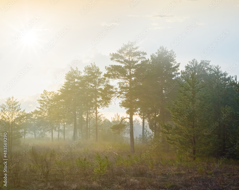 Obraz premium beautiful wet pine forest in mist at the sunset, natural outdoor background