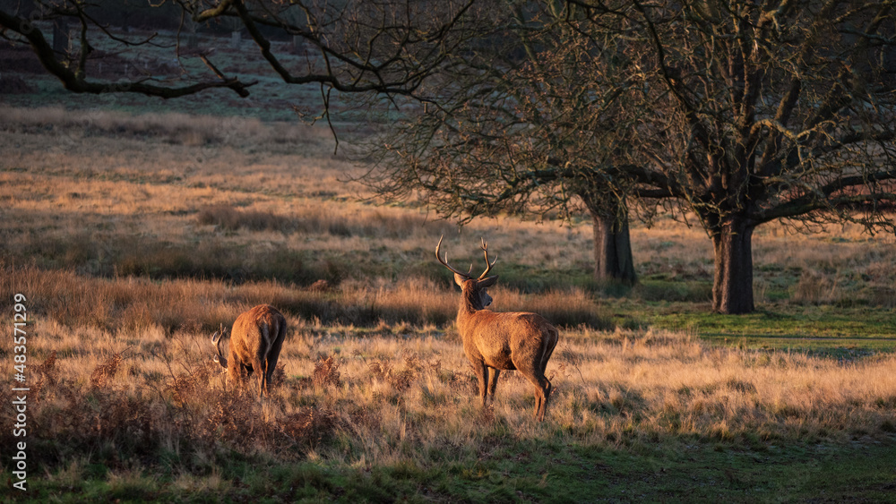 Obraz premium Stunning picture of a herd of red deer stags Cervus Elaphus in glowing golden dawn sunlight in forest landscape scene with stunning light
