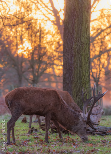 Stunning picture of a herd of red deer stags Cervus Elaphus in glowing golden dawn sunlight in forest landscape scene with stunning light