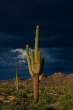 Saguaro cactus with dark storm clouds of an approaching monsoon