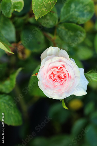 Pink rose flower up close