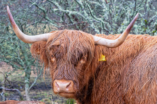 Highland Cow, Plockton, Scotland, United Kingdom