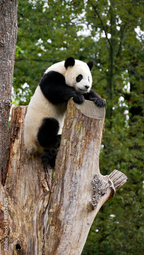 Young giant panda on a tree © D. Pfleiderer