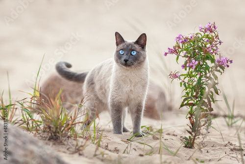 Fotografia, Obraz Young domestic thai cat walking on the sand beach at summer